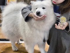 -more than meow吴止猫主题餐厅(承德 中船汇店)