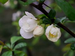 -莫愁湖公园