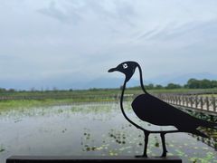 -野鸭湖国家湿地公园