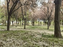 -洨河生态公园