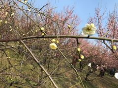 -蜀冈西峰生态公园