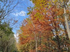 -上海海湾国家森林公园