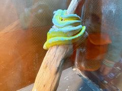 -上海大自然野生昆虫馆(东方明珠·爬宠昆虫探索中心)