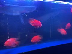 -海天楼中餐厅(吴宫泛太平洋酒店)