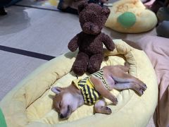 -逗柴咖啡屋·狗咖猫咖宠物桌游