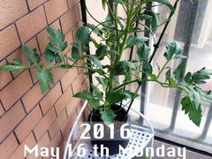 -双季花艺园艺市场(浦东店)