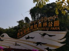 -西双版纳原始森林公园