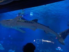 -烟台海昌鲸鲨海洋公园