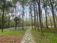 -上海滨江森林公园