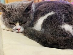 -滚猫咖啡·猫咖·猫友好撸猫(未来城店)
