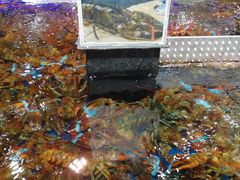 -盒马鲜生(红莲店)