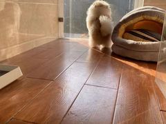 -汪说喵讲宠物乐园宠物酒店(红星美凯龙店)