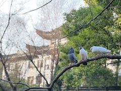 -西园戒幢律寺