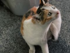-老包炊饭