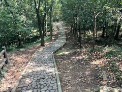 -上海佘山国家森林公园天马山园