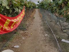 -马陆小张葡萄园农家乐