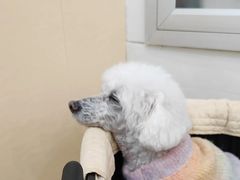 -美联众合动物医院·24h转诊中心