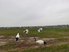 -盐城丹顶鹤湿地生态旅游区