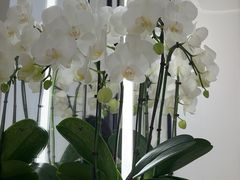 -陆琴脚艺·足浴·SPA(夫子庙店)