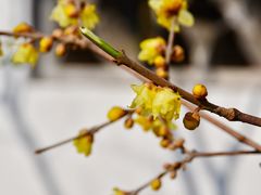 -上海醉白池公园