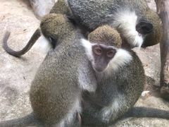 -泉州海丝野生动物世界