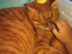 -纳吉亚猫专科动物诊疗中心(蒋宅口分院)