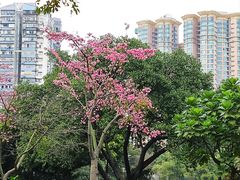 -晓港公园