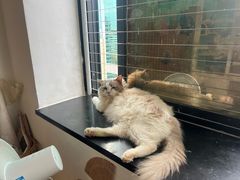 -楼上猫咖(罗湖店)