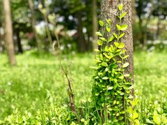 -上海长兴岛郊野公园