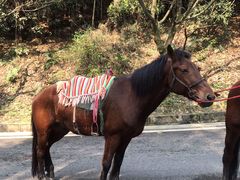 -铁山坪森林公园