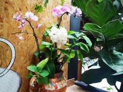 -The Flowers Coffee(南山店)