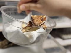 -酷以爬仙阁实体爬宠店·守宫·蜥蜴·专业繁育