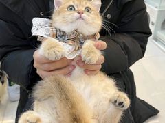 -lincat·猫舍(广州店)