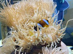 -太平洋海底世界