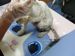 -美联众合动物医院(·中兽医·疑难杂症·严家桥分院)