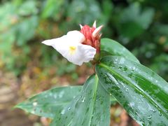 -广西壮族自治区药用植物园