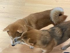 -是阿柴呀！柴犬咖啡·爱喵喵猫咖