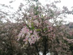 -四川大学(望江校区)
