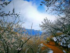 -大岭沟猕猴桃谷风景区