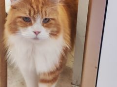 -喵园·猫主题咖啡厅·撸猫·猫咖(国贸店)