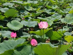 -西青郊野公园