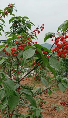 璧山雲霧山櫻桃採摘基地-