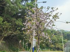 -梧桐山风景名胜区