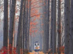 -黄海国家森林公园