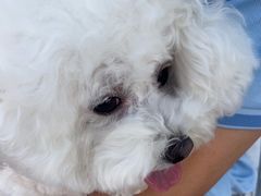 -瑞派福兴宠物医院犬猫全科·骨科·中西医结合(河东店)