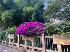 -中国科学院西双版纳热带植物园