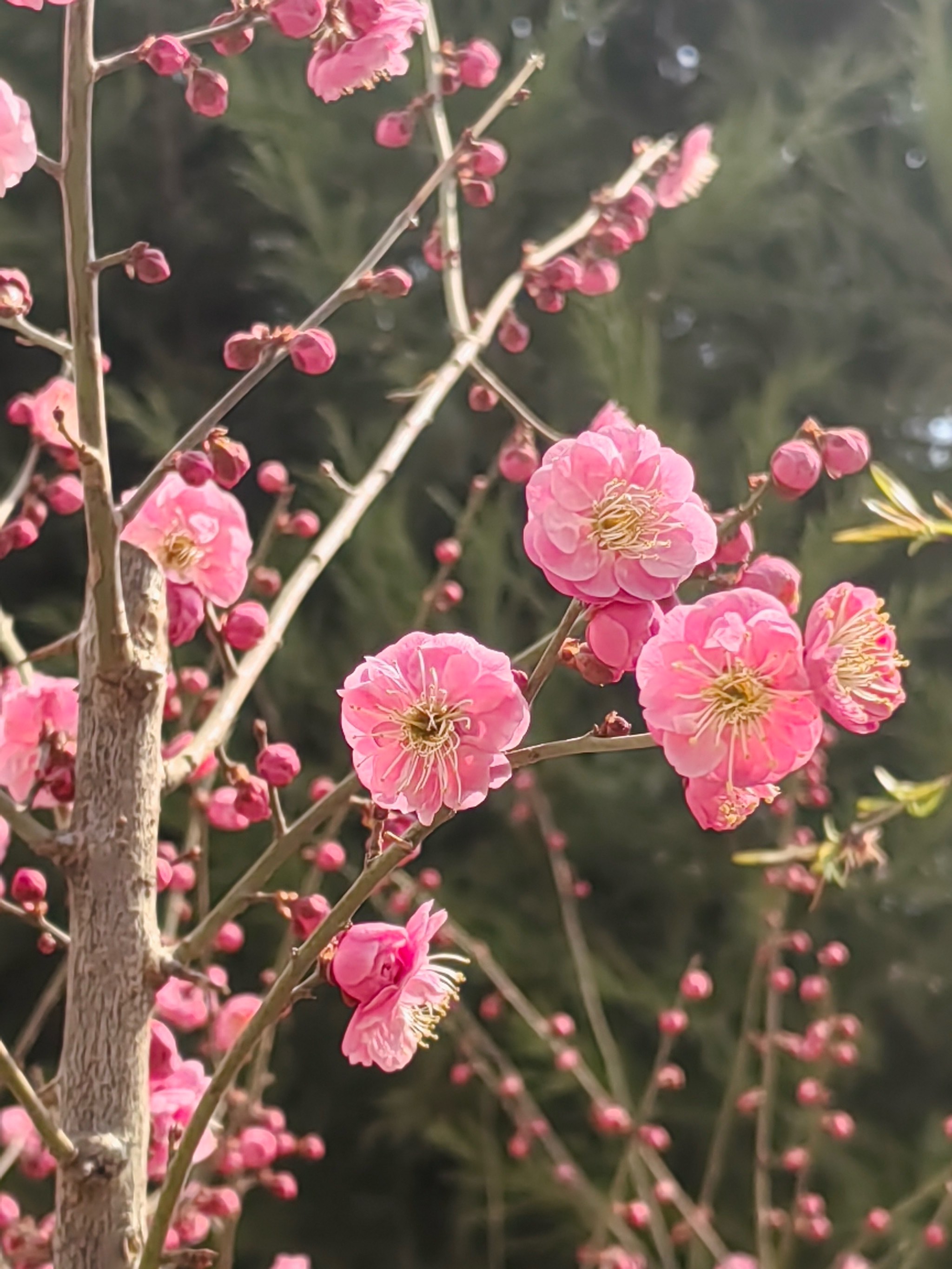 红梅花儿开