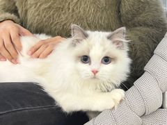 -lincat·猫舍(广州店)