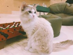 -飞行喵MR PILOT|猫舍·猫咖(静安大融城店)