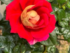 -人民公园(罗湖区)